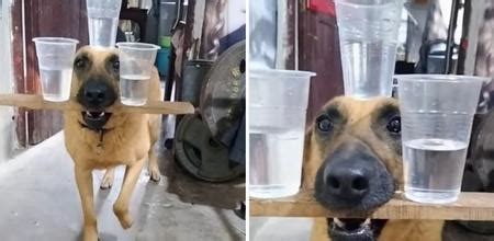 Video Of A Dog Balancing Three Glasses Of Water Goes Viral
