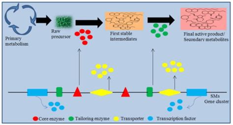 Bioactive Secondary Metabolites from Trichoderma spp. against ...