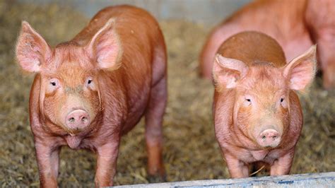 Tamworth - British Pig Association