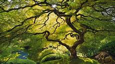Tree Wallpaper by 40 Hd Tree Wallpapers Backgrounds For Free Tree Wallpaper