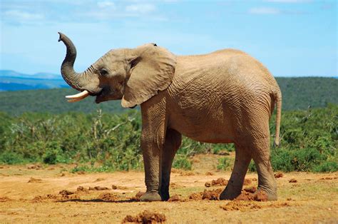 Image result for Elephant Toothpasste Exploding