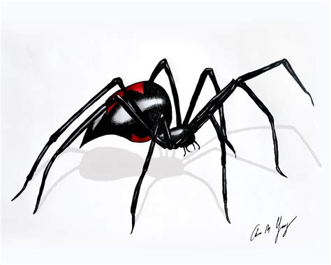 8x10 - Black Widow Spider Drawing - Pen - Marker - Unique Wall Sketch ...