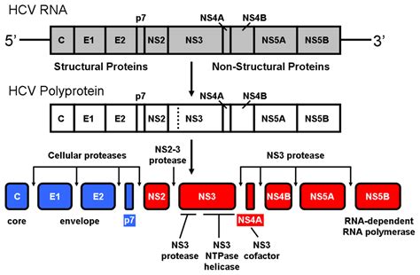 NS3 Protease from Hepatitis C Virus: Biophysical Studies on an ...
