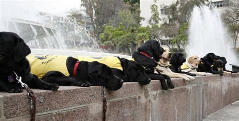 Image result for Guide Dog Training Basics