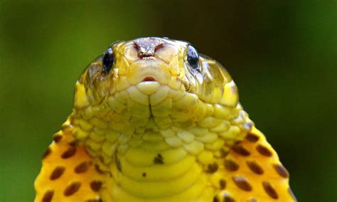 Can Snakes Hear or Are They Deaf? Do Snakes Have Ears? - IMP WORLD
