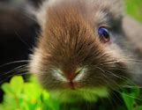 Image result for Welcome Spring Image with Bunnies