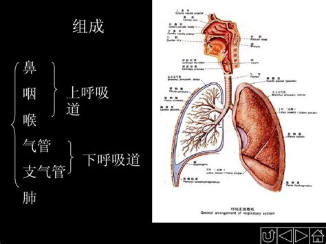 正常人体解剖学——呼吸系统_word文档在线阅读与下载_文档网