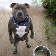 alimentazione amstaff free pitbull quanto deve mangiare un pit bull alimentazione amstaff free pitbull quanto deve mangiare un pit bull