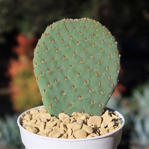 Buy 'Beavertail Cactus - Opuntia basilaris' Care and Growers Guide ...