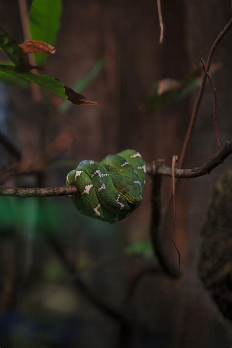 Python Aquarium System 的图像结果