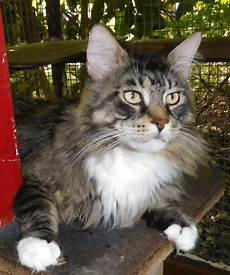 cat breeders maine coon breeders australia maine coon info kittens cat breeders maine coon breeders australia maine coon info kittens