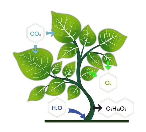 photosynthesis, plant has emerged from nutrient-rich soil and surrounded by a variety of ...