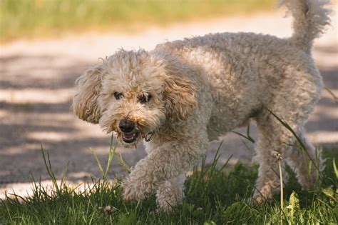 Poodle Dog Breed Profile Information and Characteristics – GoofyTails