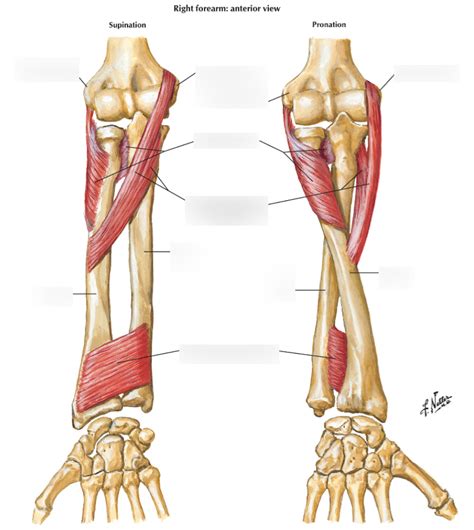Image result for Supinator Muscle Function