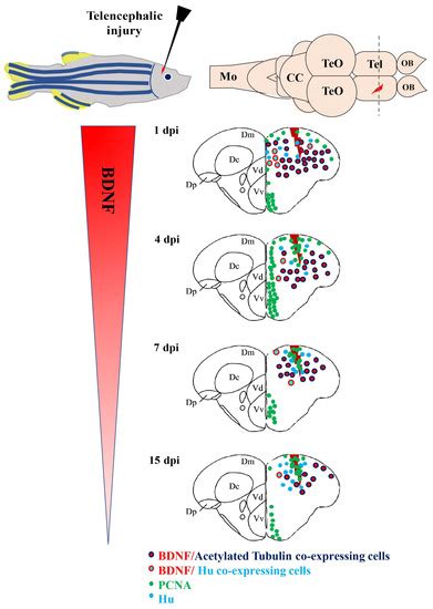 IJMS | Special Issue : Brain-Derived Neurotrophic Factor 2020