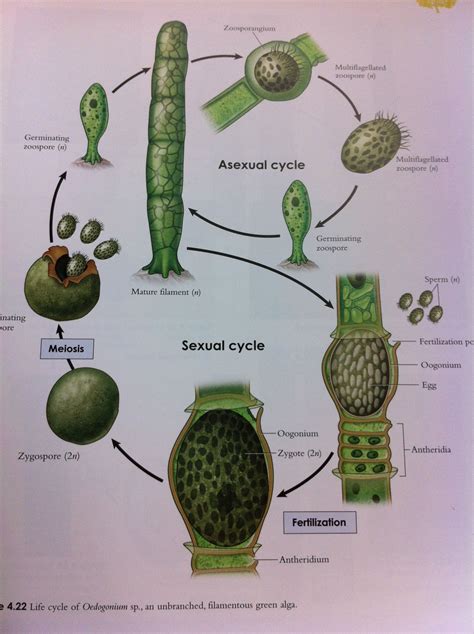 Oedogonium (green algae) reproduction cylce | Algae, Plant science, Basic anatomy and physiology