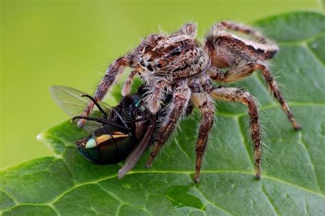 Image result for Spider-Man Web Tutorial