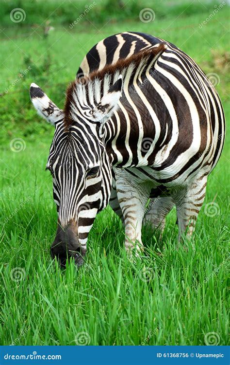 Zebra Eating Grass