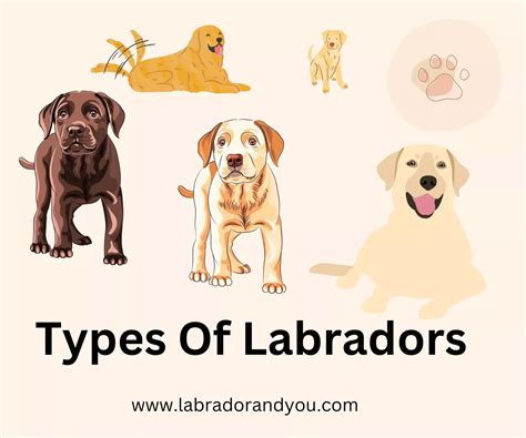2 Types of Labradors Compared: English Lab vs American Lab