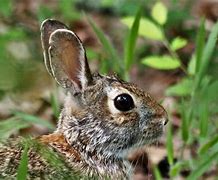 Image result for Peekaboo Kitty Cat and Cottontail Peter Rabbit