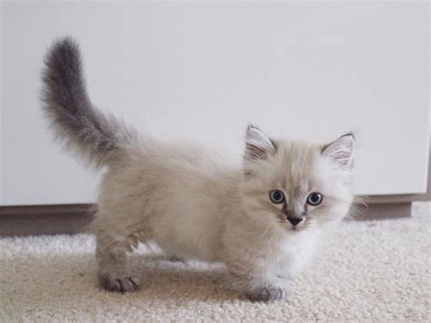 munchkin cat michigan