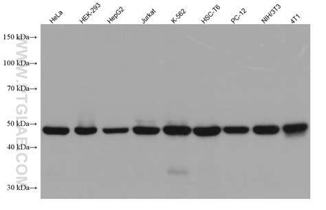 EEF1A1 antibody (67495-1-Ig) | Proteintech