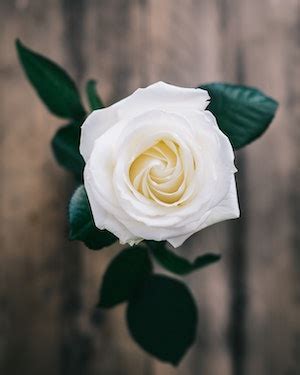 The Bradley Funeral Home Luray, Virginia (VA) | Who Passed On