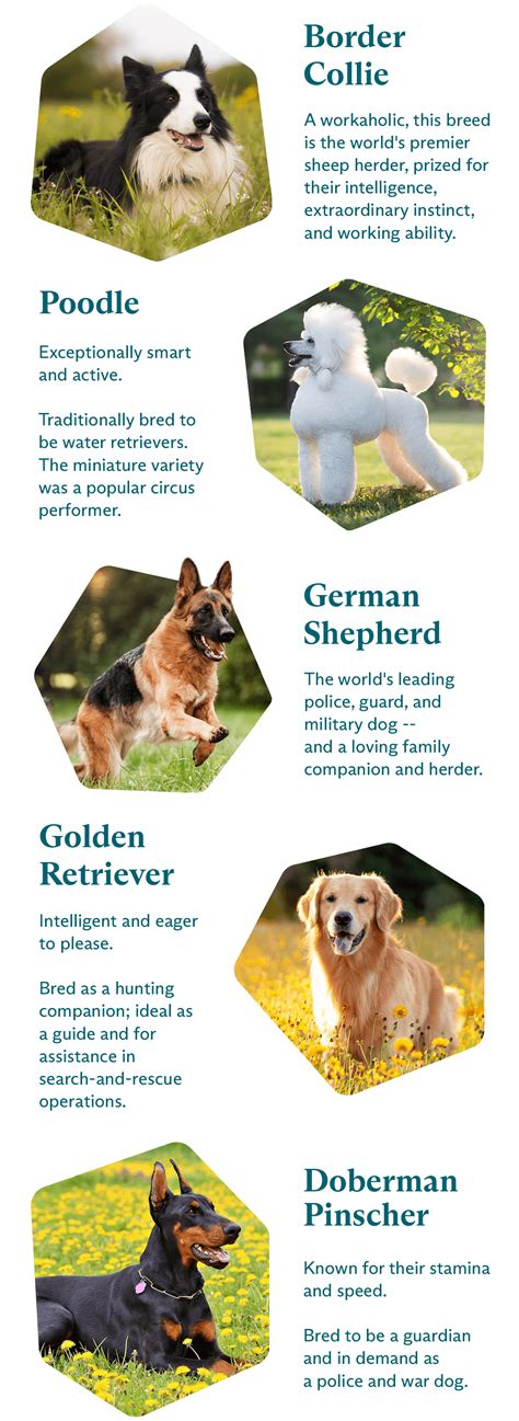 What Are The 5 Smartest Dog Breeds