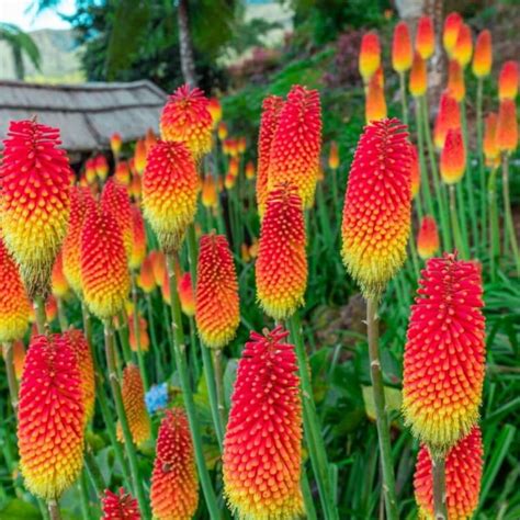 Perennial Flowers Pictures And Names