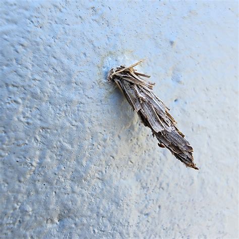 Moth Cocoons Identification