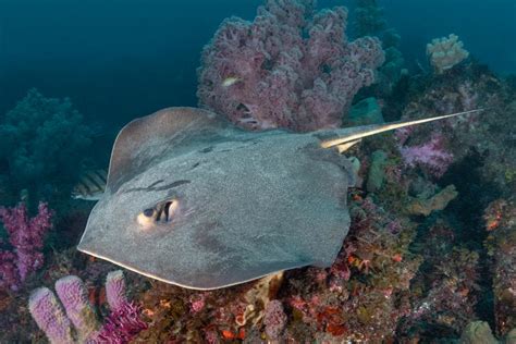 Image result for Alien Shark Cross