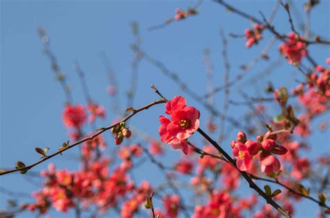 How to Grow and Care for Flowering Quince - can you grow quince in a pot
