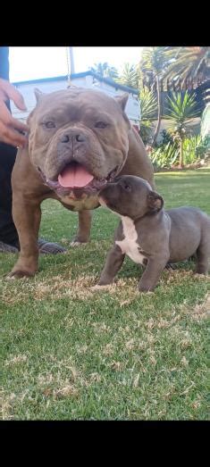 Image result for Bully Silentpatch Install