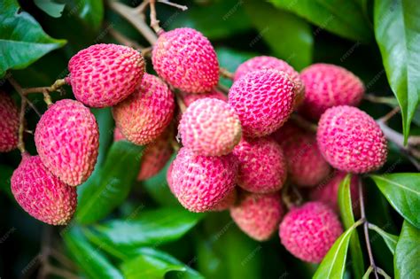 Premium Photo | Brunch of fresh lychee fruits hanging on green tree