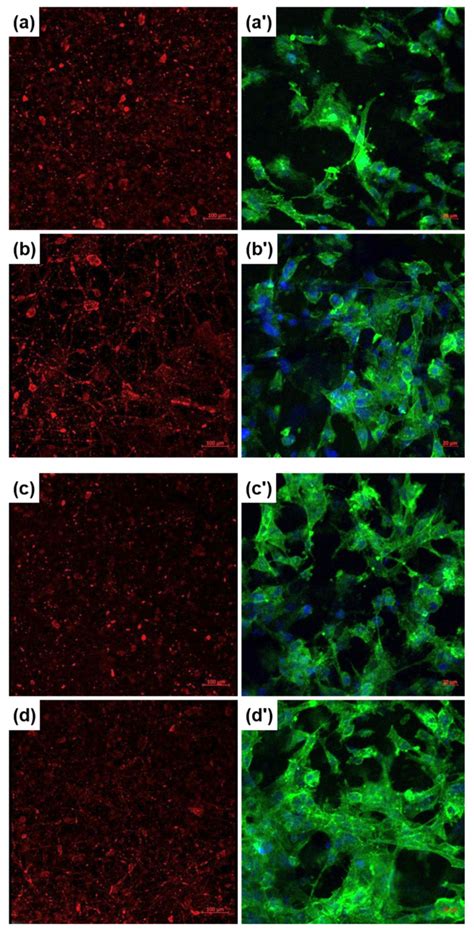 Composite Fiber Networks Based on Polycaprolactone and Bioactive Glass ...