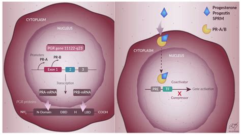 Phytoprogestins: Unexplored Food Compounds with Potential Preventive ...