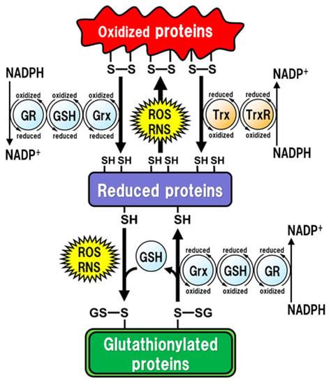 Glutathione in the Brain