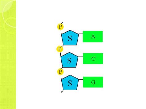 DNA Basic Unit 的图像结果