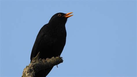 Wallpaper blackbird, bird, log, sky hd, picture, image