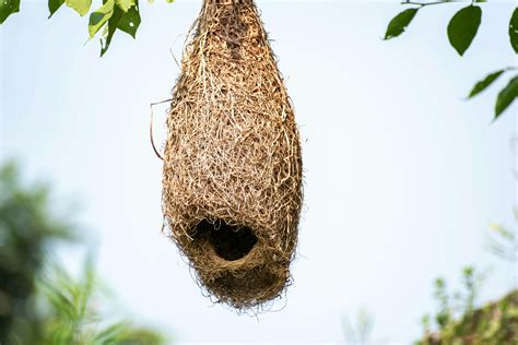Parrot Nest Photos, Download The BEST Free Parrot Nest Stock Photos & HD Images