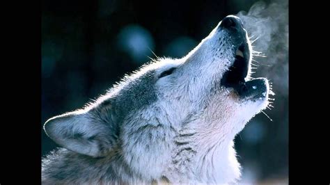 Image result for Wolves Howl