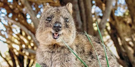 Smiling Animal