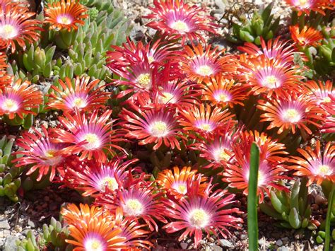 A not so simple garden: Fire and Ice(plants)