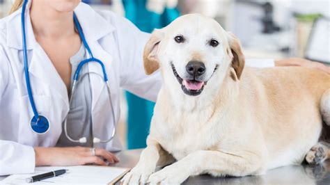 Pet Wellness Plans In Amelia, OH | Lake Pointe Veterinary Hospital
