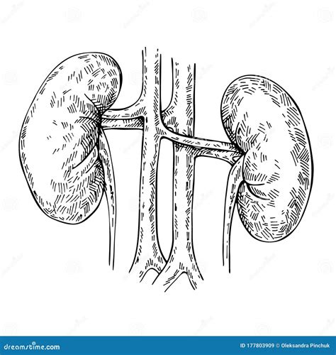 Kidney Pencil Drawing: A Step-by-Step Guide for Beginners