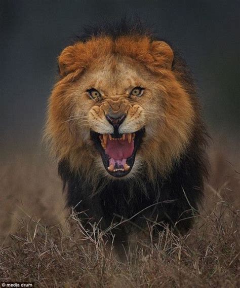 摄影师不要命 拍到狮子扑向自己瞬间 | 新闻