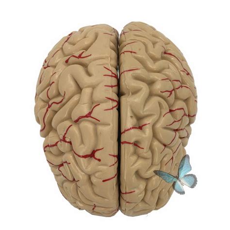 Buy Import Model Natural Brain Anatomy Model Cerebral Artery Anatomy ...
