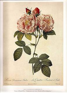 ste antiche fiori redoute antique roses color print frameable botanical ste antiche fiori redoute antique roses color print frameable botanical