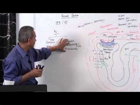 Renal System (GFR) Glomerular Filtration Rate 4/14 Video Lecture - Dental