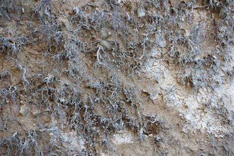 Earth Dirt 的图像结果